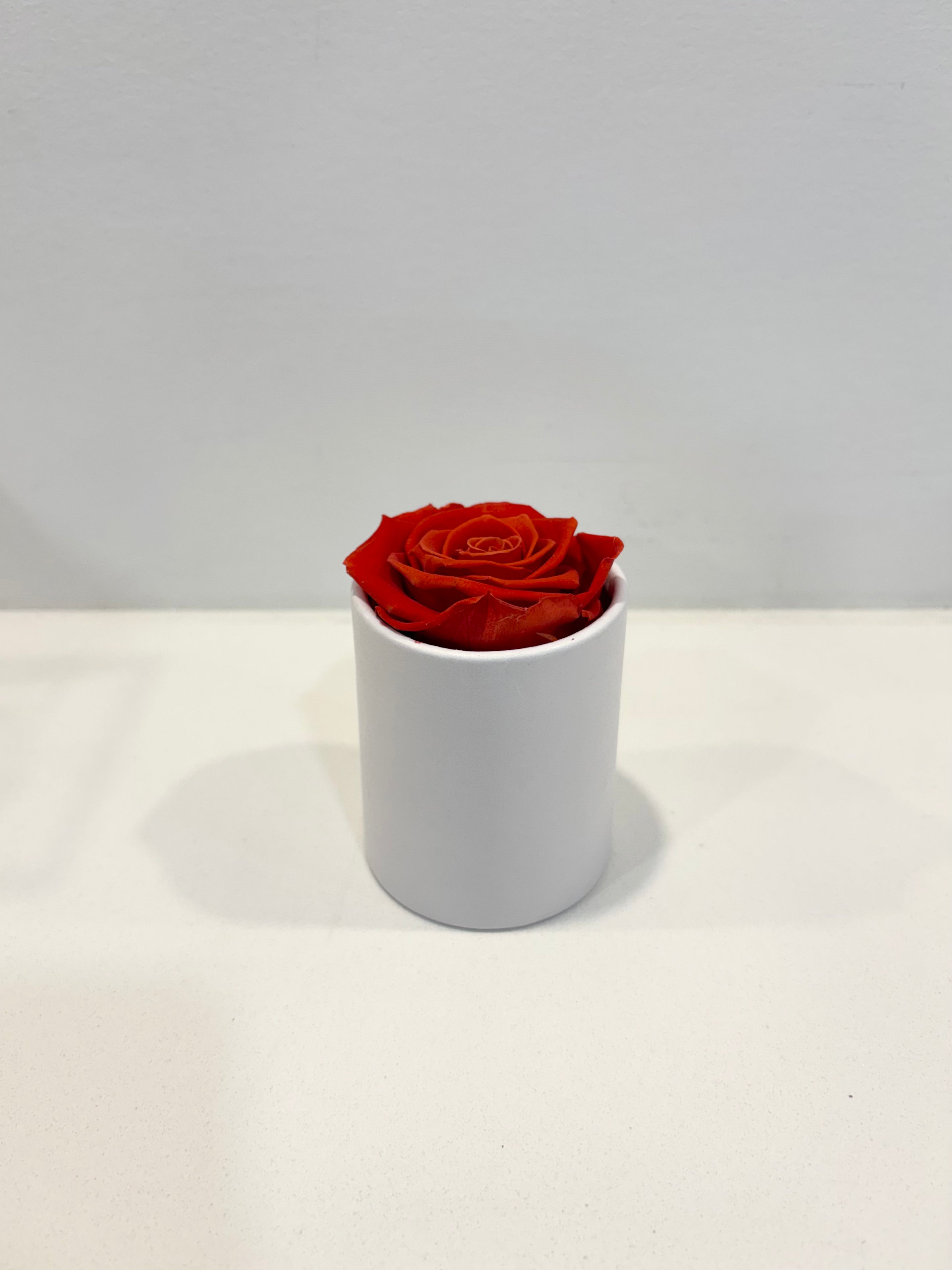 Round single eternal rose